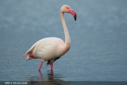 FLA 0002  Flamingo  Greater Flamingo  EOS 1D MARKIII  1/320- F4.0- ISO500- 400mm  Michael Herzig