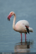 FLA 0003  Flamingo  Greater Flamingo  EOS 1D MARKIII  1/320- F4.0- ISO500- 400mm  Michael Herzig