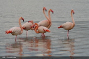FLA 0004  Flamingo  Greater Flamingo  EOS 1D MARKIII  1/640- F9.0- ISO320- 400mm  Michael Herzig