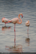 FLA 0005  Flamingo  Greater Flamingo  EOS 1D MARKIII  1/1250- F5.6- ISO320- 400mm  Michael Herzig