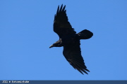 KOL 0005  Kolkrabe  Common Raven  EOS 1D MARKIII  1/1000- F5.6- ISO200- 400mm- Michael Herzig