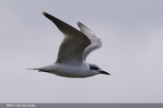 LAS 0001  Lachseeschwalbe 1.Winter  Gull-billed Tern  EOS 1D MARKIII  1/800- F7.1- ISO400- 400mm  Michael Herzig