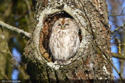 WAK 0004  Waldkauz  Tawny Owl  EOS 1D MARKIII  1/350- F8.0- ISO200- 560mm  Michael Herzig