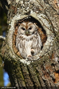 WAK 0006  Waldkauz  Tawny Owl  EOS 1D MARKIII  1/350- F8.0- ISO200- 560mm  Michael Herzig